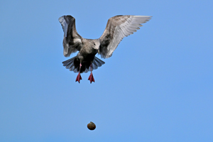 Glaucous-winged Gull